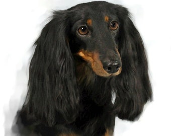 Long Haired Doxie black and tan