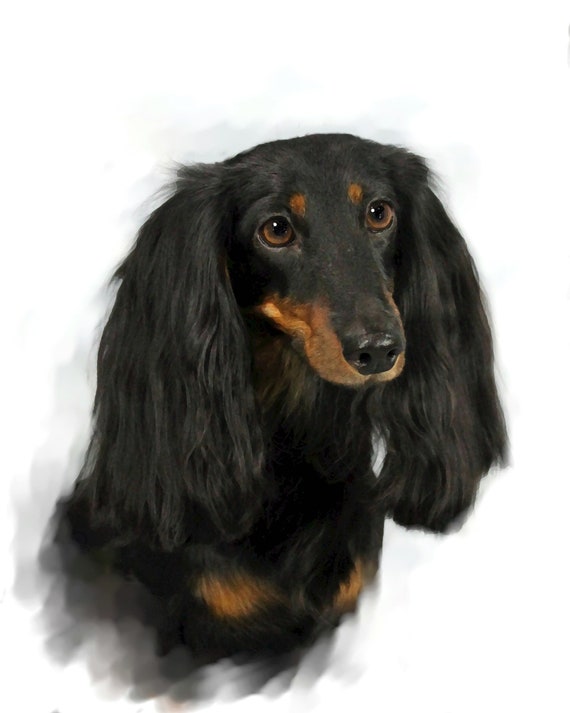 Long Haired Doxie Black And Tan Etsy