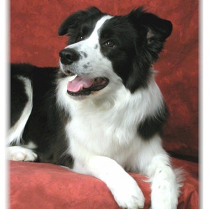 Border Collie #4 Note Cards