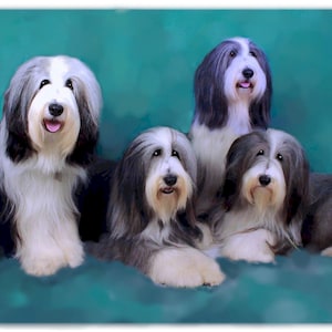 Bearded Collie New!