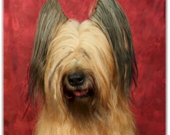 Briard Note Cards