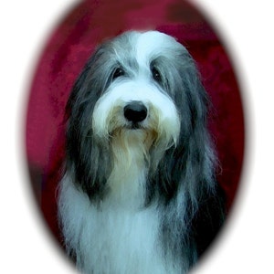 Bärtige Collie #2 in ovalen Note Cards