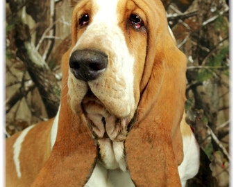 Basset Hound #3