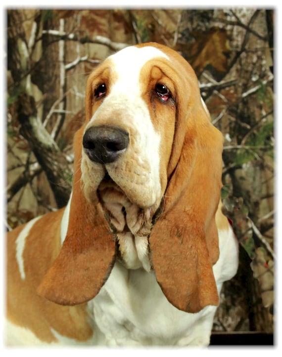 Basset Hound #3 France