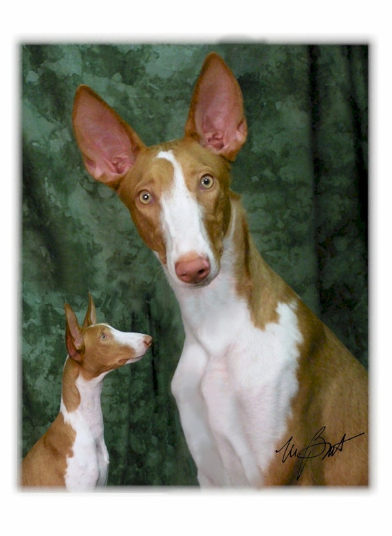 IBIZAN HOUND DOG BIRTHDAY GREETINGS NOTE CARD