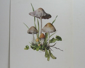 Vintage 1972 Kronen-Verlag Print, Cluster of Mushrooms, Fungi, 8" x 10", Printed in West German for D.A.C. NY, No. 7114, Botanical Print