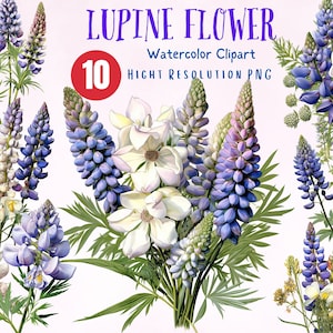 Lupine Flower Clipart | Watercolor | floral bluebonnet | PNG format, instant download for commercial use. Wall Art Decoration, Book Cover
