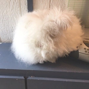 Soft English Angora Wool Fiber with 6 staple. Hand Harvested & Beautiful for Hand Spinning. Lovely pure white fiber. . image 2