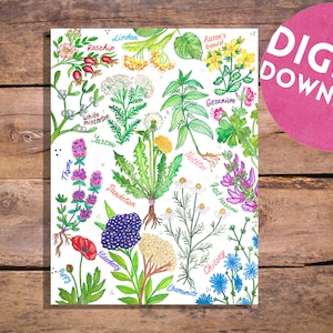 Digitale Kräuter & Heilpflanzen Poster | Blumen drucken | Küchenkräuter| Neues Zuhause Geschenk | Kräuter Illustration für die Küche| Aquarell Illustration