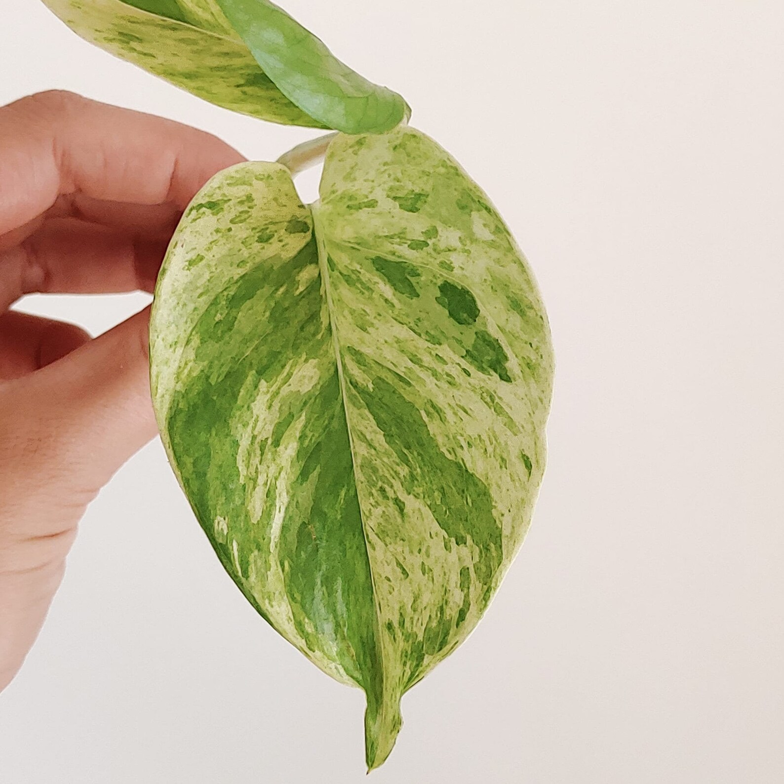 Pothos Scindapsus Marble Queen Epipremnum Marble Variegata | Etsy