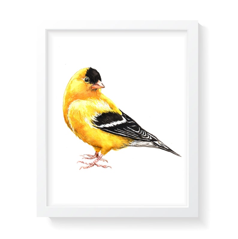 Goldfinch Watercolor Print Goldfinch Art bird watercolor | Etsy