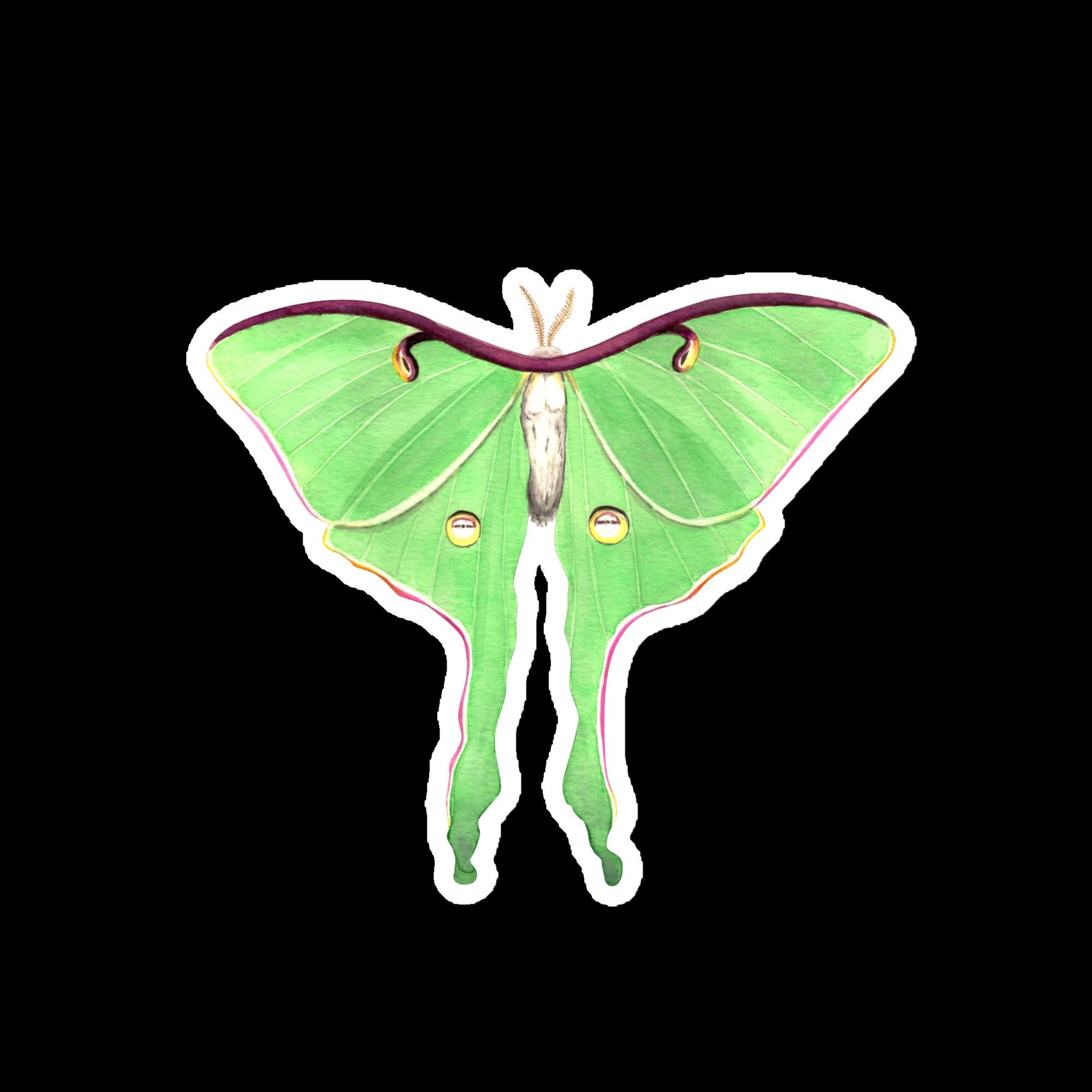 Luna Moth Love Magnet, 3 Sizes Available, Spirituality, New Beginnings ...