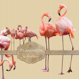 Digital Scrapbooking Kit | 20 Flamingos Transparent PNG&#39;s | Flamingo clipart