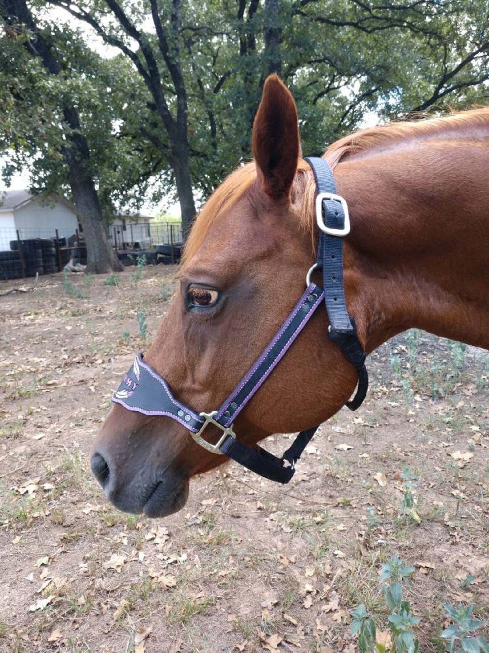 Customizable Bronc Halter Made to Order Etsy