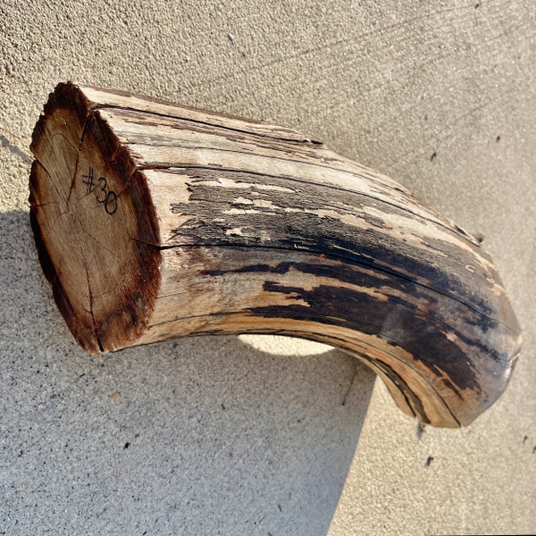 18"H x 6" Dia Chunk of Manzanita wood for woodturning or carving whittling.