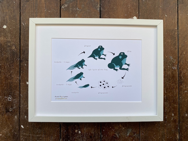 Life Cycle of a Frog Poster for Kids Home Education School Kindergarten ...