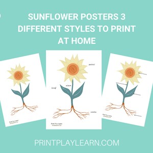 Sunflower Kids Learning Poster parts of plants A3 or A4 PDF instant download science home learning posters for Children