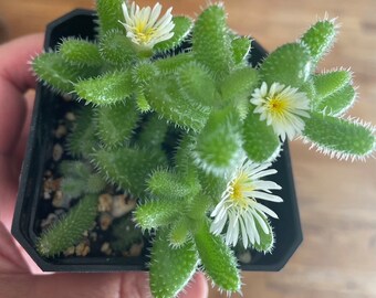 Live PICKLE PLANT Delosperma echinatum 2.75”