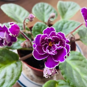 May include: A close-up of an African violet plant with vibrant purple flowers edged in white. The plant has large, textured green leaves and is potted in a small, brown container. The flowers have a ruffled appearance.