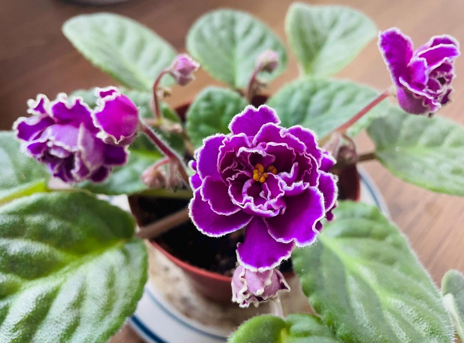 African Violet Sun Sizzle Live Starter Plant 2.5” Pot - Etsy