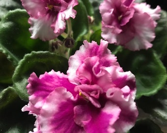 African violet (Saintpaulia ionantha) live plant 2.5”