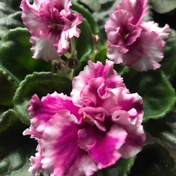 African violet (Saintpaulia ionantha) live plant 2.5”