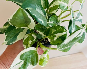 Pothos ‘N’Joy’ Live Plant, 4” Pot