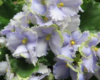 Violeta africana Optimara Ever Grace Planta de interior viva Planta de inicio en maceta de 2.5"