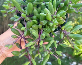 Live Plant - String of Rubies 4” pot