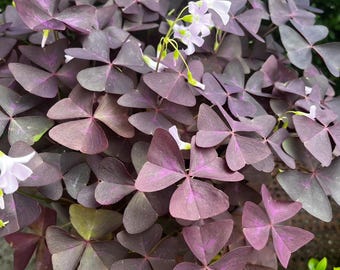 Pianta viva di trifoglio viola (Oxalis triangularis) in vaso da 10 cm