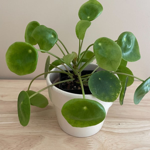 Levende plant - Chinese geldplant (Pilea Peperomioides) 2,75”