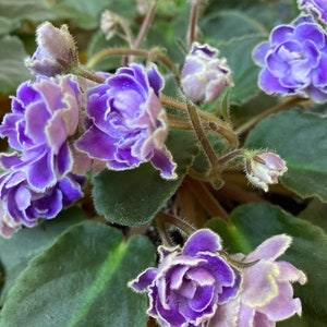 Violetta africana OPTIMARA TRINIDAD II, doppia, bicolore lavanda/bianco/viola, bordo arricciato, vaso da 2,5”.