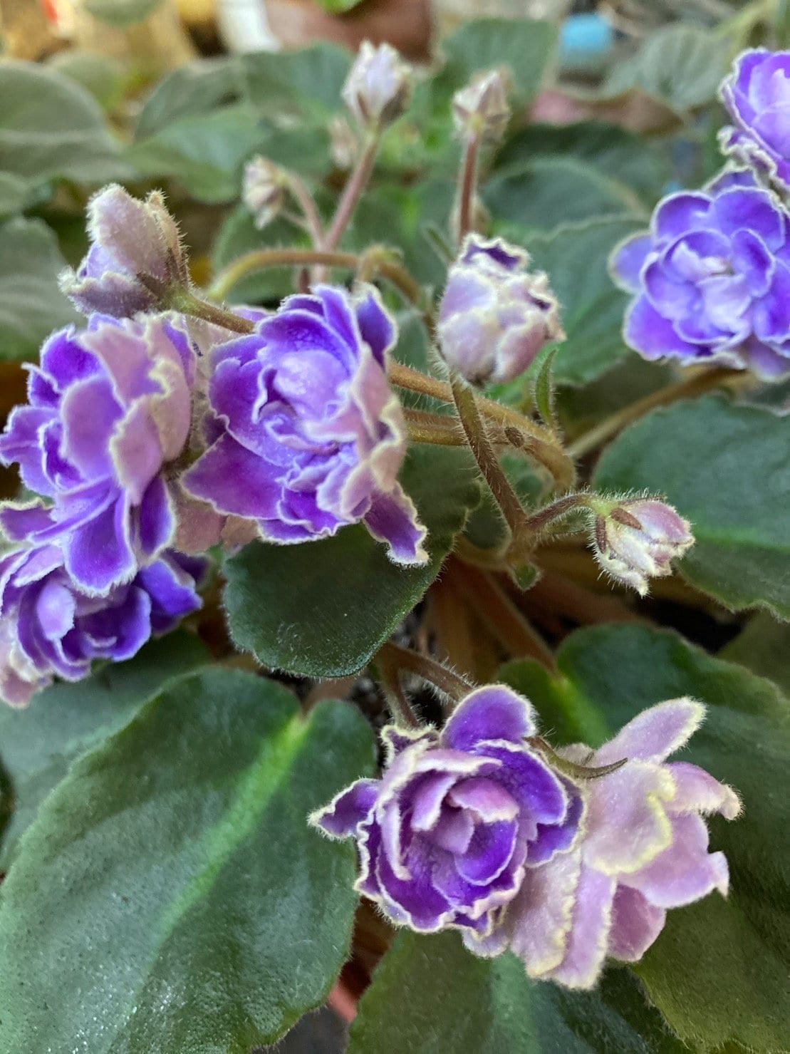 African Violet Live Plants OPTIMARA TRINIDAD II Double Two-tone