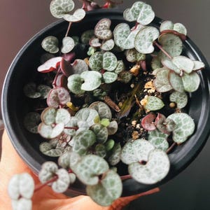 May include: A String of Hearts plant in a black pot. The plant features heart-shaped leaves with a mottled green and silver pattern, and reddish-purple stems. The pot is filled with soil and the plant is well-established.