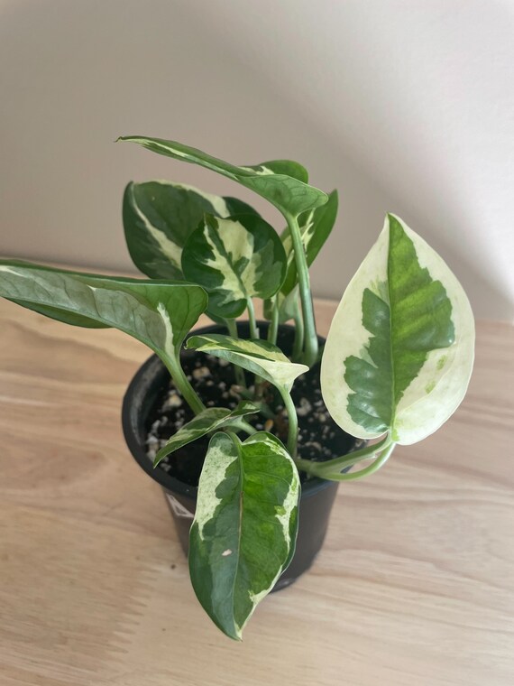 Pothos Njoy Live Plant 4 Pot Etsy