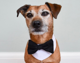 Dog best man outfit Clearance