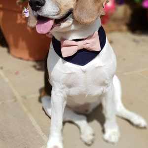 Dog wedding attire, pink dog bow, blue dog bandana, best dog bandana, Dog costume, Dog bow tie, Dog wedding Outfit. Dusty pink bow, image 2