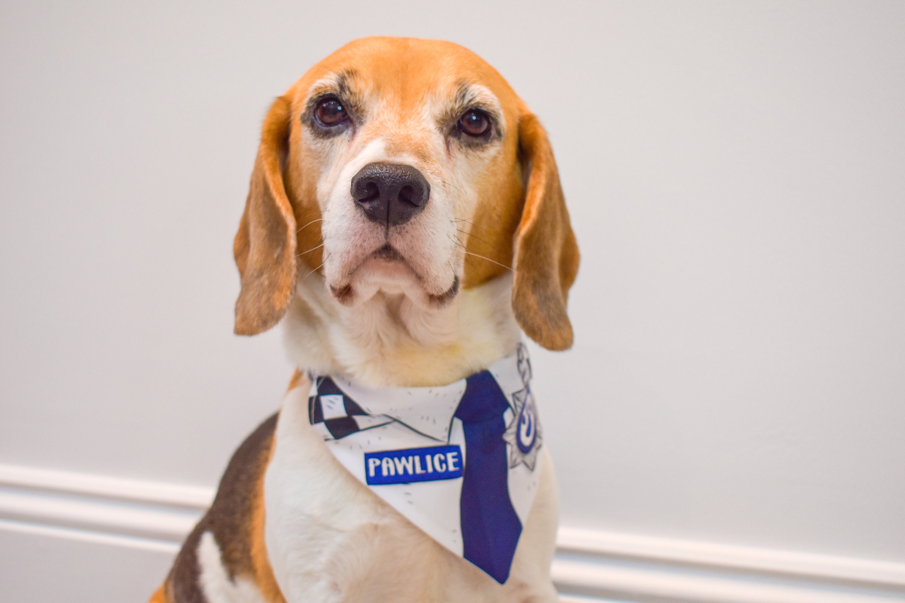 Do Dogs Have To Wear Collars By Law