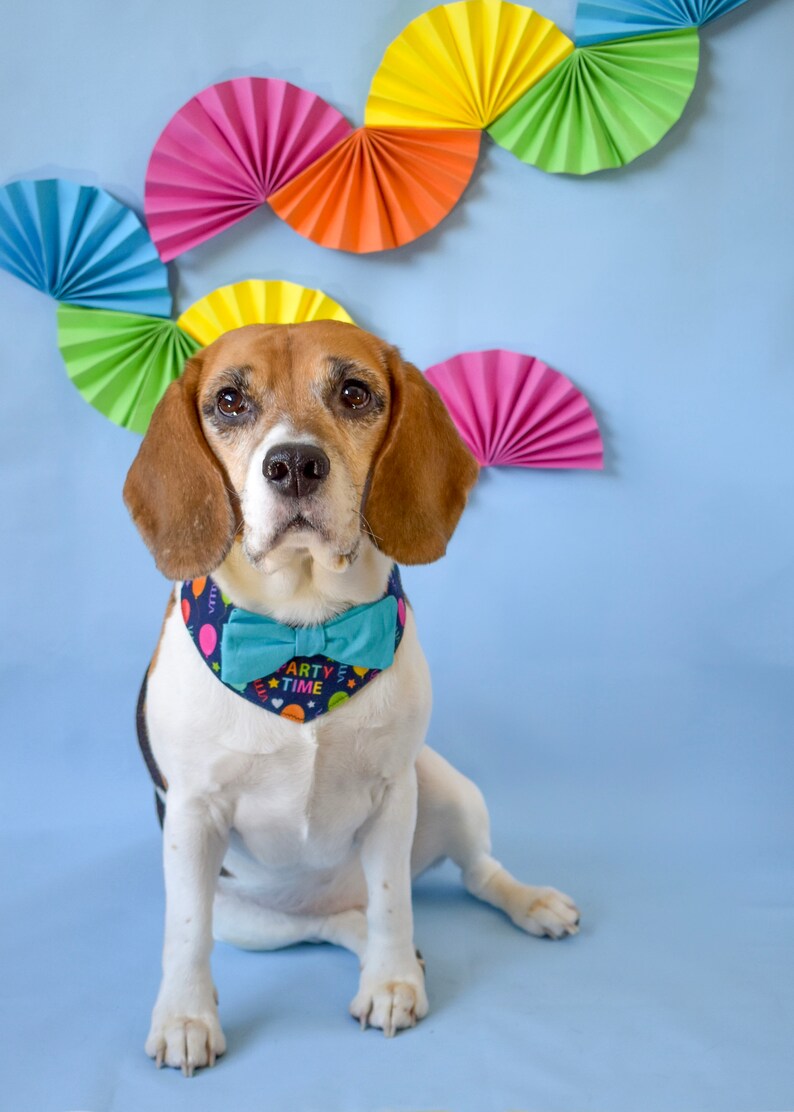Dog Birthday Party Dress