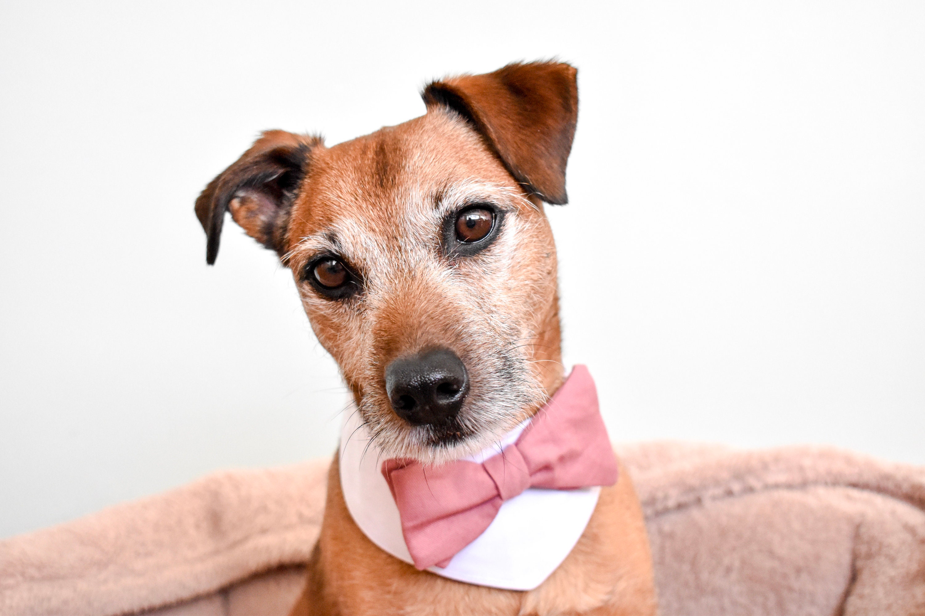 Dog Wedding Bandana Dog Costume Dog Bow Tie Dog Outfit Dog Etsy