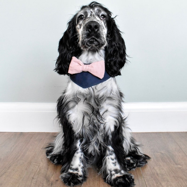 Dog wedding attire, pink dog bow, blue dog bandana, best dog bandana, Dog costume, Dog bow tie, Dog wedding Outfit. Dusty pink bow, image 3