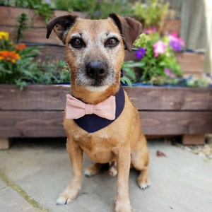 Dog wedding attire, pink dog bow, blue dog bandana, best dog bandana, Dog costume, Dog bow tie, Dog wedding Outfit. Dusty pink bow, image 6