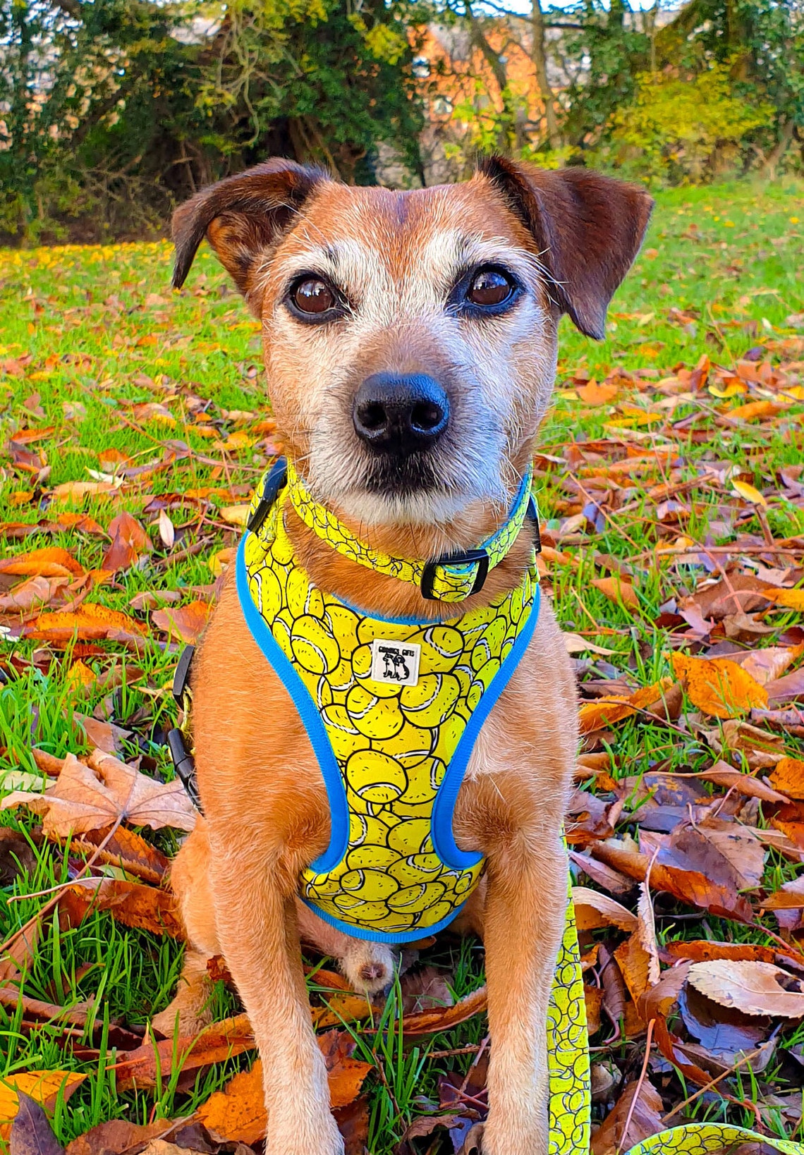 Tennis Ball Hundegeschirr Tennis Ball Hund gelbe Geschirr Etsy