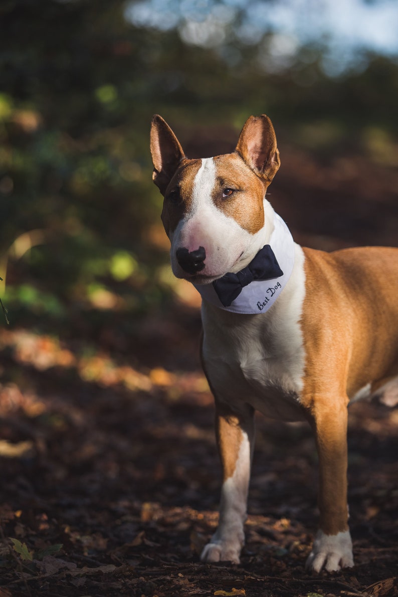 Custom Wedding Dog Outfit Personalised Dog Dog Wedding Etsy