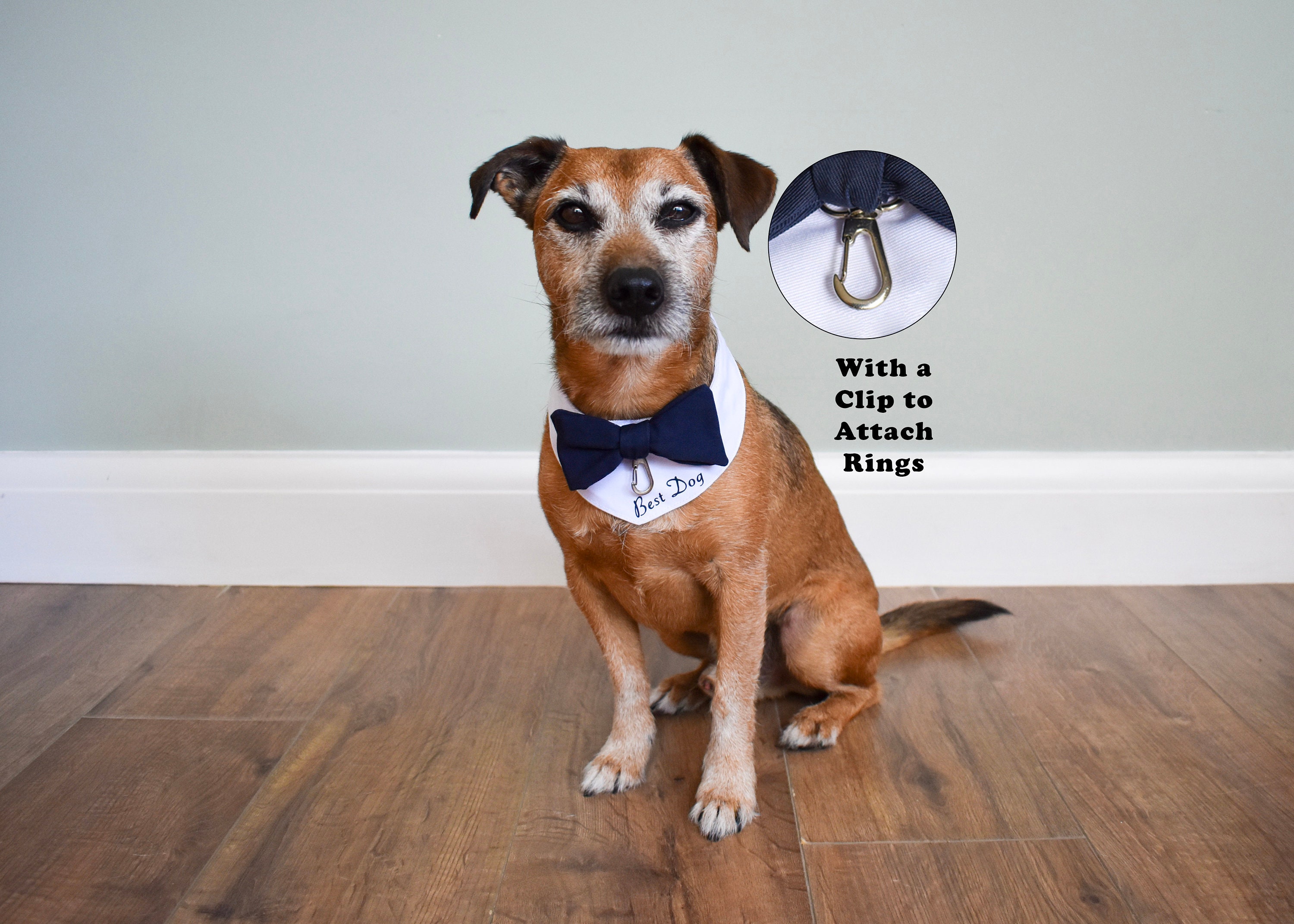 Blue Dog Wedding Attire with Leash and Pillow