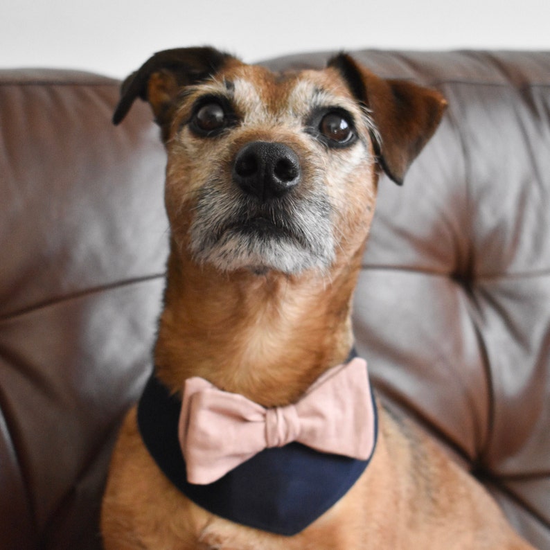 Dog wedding attire, pink dog bow, blue dog bandana, best dog bandana, Dog costume, Dog bow tie, Dog wedding Outfit. Dusty pink bow, image 7