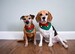 Elf dog bandana, Christmas dog bandana, elf dog costume, holiday dog outfit, Green dog collar, cute Christmas collar, dog lover gift 