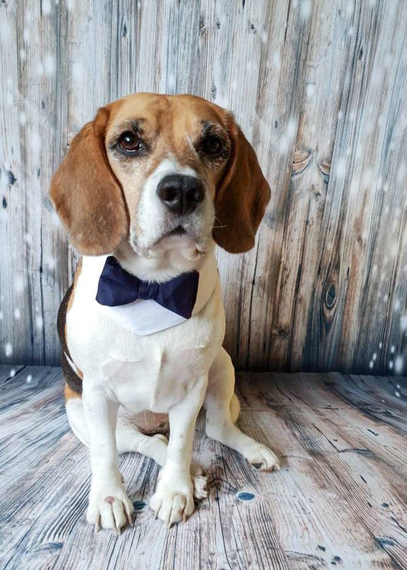 Dog Wedding Attire Dog Bow Tie. Dog Wedding Bandana Dog Etsy