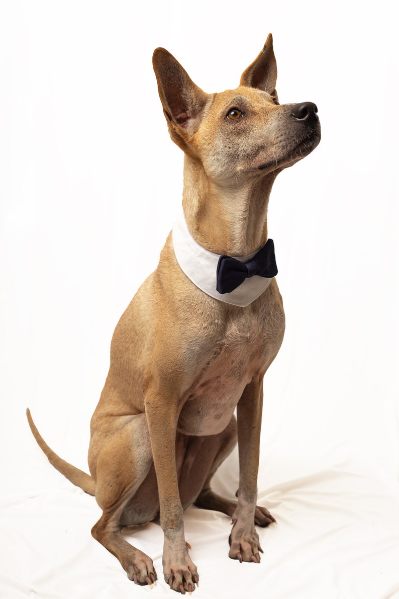 Dog Wedding Attire Dog Bow Tie. Dog Wedding Bandana Dog Etsy