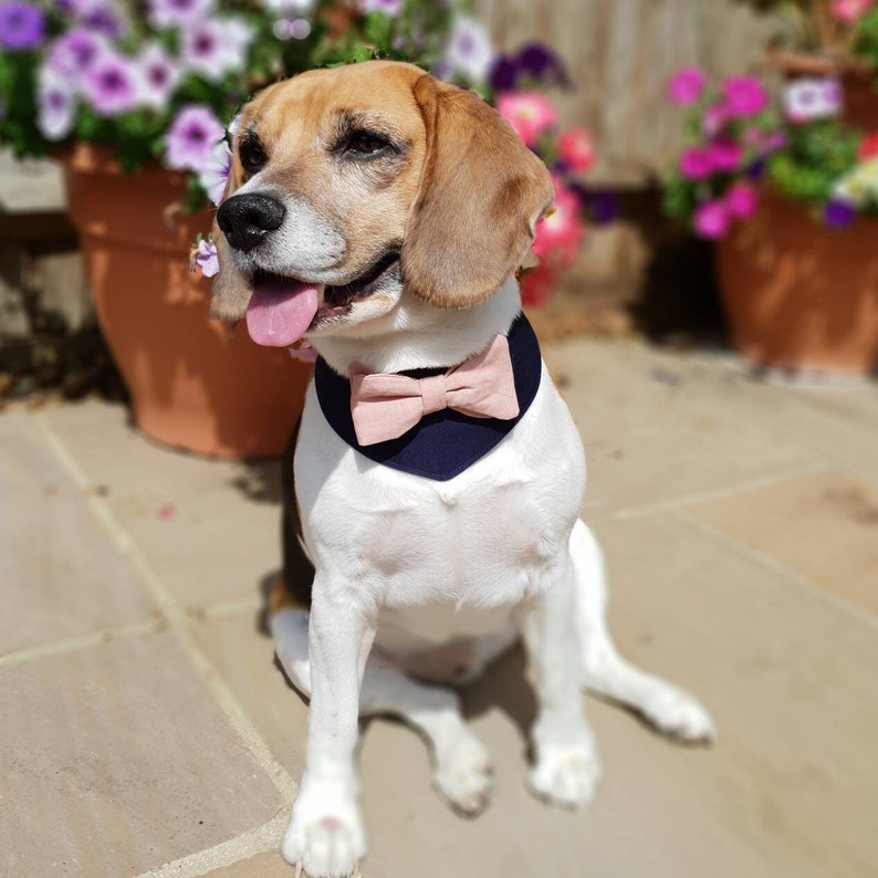 Dog wedding attire, pink dog bow, blue dog bandana, best dog bandana, Dog costume, Dog bow tie, Dog wedding Outfit. Dusty pink bow, image 2